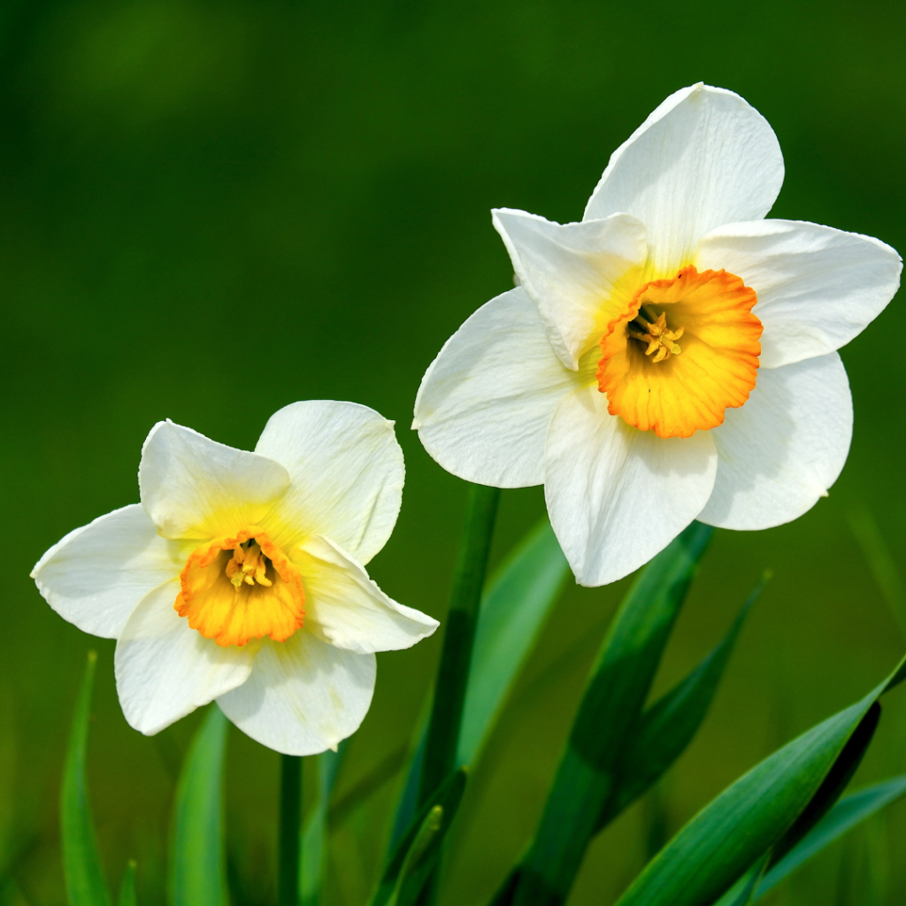 Mental Health & Spring